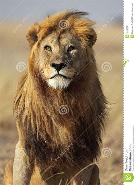 Lions mane mushroom has been shown to be exceptionally active in stimulating the synthesis of nerve growth factor, containing the two unique. Lion With Golden Mane, Serengeti, Tanzania Stock Image - Image: 16152221