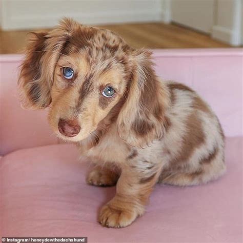 Cute Mini Dachshund That Looks Like A Chocolate Chip Cookie Become