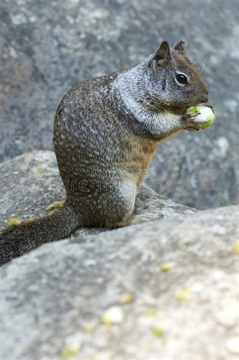 Chipmunk In Yosemite Stock Photo Image Of Nature Rodent 48497288