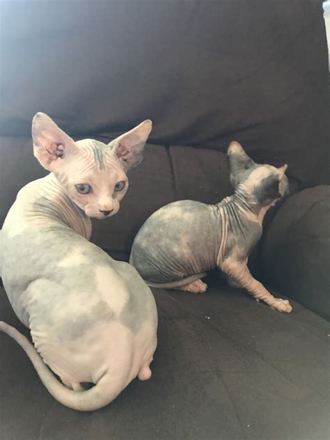 Because sphynx cats are considered to be hairless, they should be kept indoors to protect them from cold temps and sunburns. Sphynx Cats For Sale | McHenry, IL #251335 | Petzlover