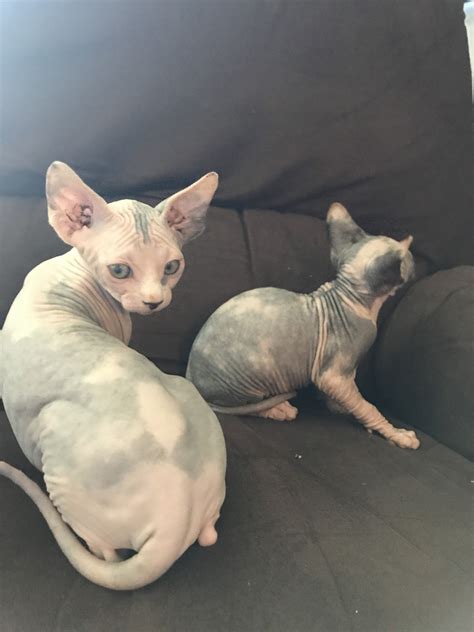 We are doing curb side pick up only at this time. Sphynx Cats For Sale | McHenry, IL #251335 | Petzlover