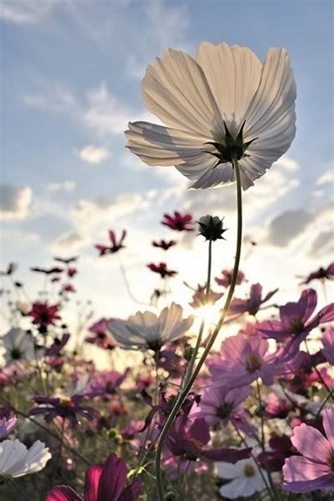 Top 10 Wonderful Flower Photos