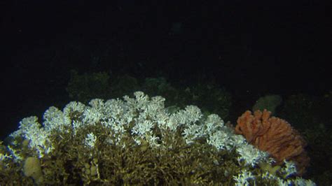 Mareano Finds Unknown Cold Water Coral Reefs Off Mid Norway Mareano