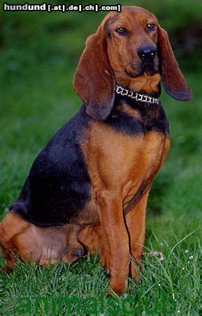 Der schweizer laufhund im rassenportrait ✔ alle infos und tipps rund um den hund ➽ alles zur rasse den schweizer laufhund gibt es in vier unterschiedlichen varietäten: Jura-Laufhund (Bruno) Foto 10487 - hundund.de