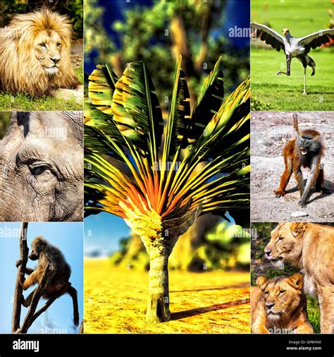 Different Animals Collage On Postcards Stock Photo Alamy