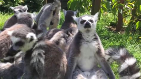 Funny Lemurs The Best Compilations Youtube