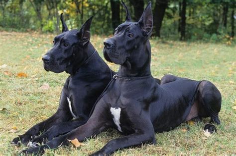 10 Dangerous Dog Breeds Most Likely To Turn On Their Owners