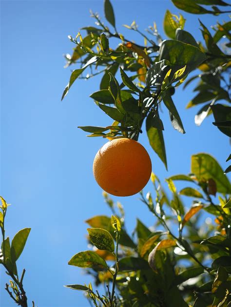 Hd Wallpaper Orange Fruit Orange Tree Periwinkle Citrus Diamond