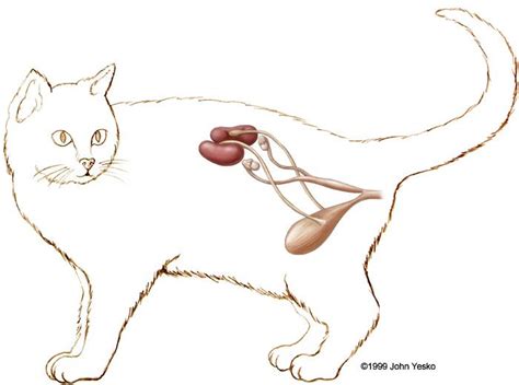 Female Cat Reproductive System Cats Pinterest Cats Lady And Lady