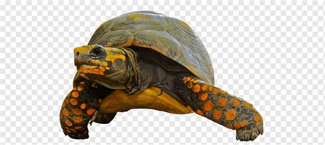 Ilustrasi kura kura hitam kura kura shell raphael teenage mutant ninja turtles logo kura kura hewan logo siluet png pngwing. Seekor Kura Kura Kura Kura Hewan Biologi Png Pngwing
