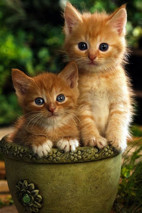 Cute Kittens Lifesfinewhine