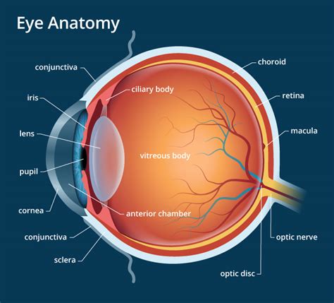 What does apple of eye expression mean? Human Eye: Anatomy, parts and structure - Online Biology Notes