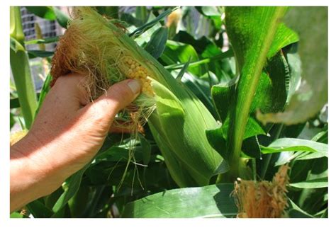 We did not find results for: When to Harvest Corn — The Veggie Lady