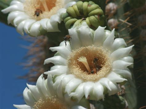 Here are my top choices for annual flowers that add color and beauty in hot weather areas, with pictures (all from my mesa, arizona yard and garden, taken during the summer) and tips for how to grow them. Arizona Cactus Flowers | Pictures, Images, Photo Galleries