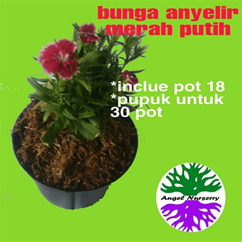 Jual Pohon Bunga Anyelir Merah Putih Kab Bogor Angel Nurserry