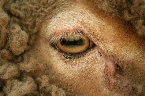 Pin By Marianne Mathiasen On Animal Eyes Eye Close Up Sheep Face Eyes