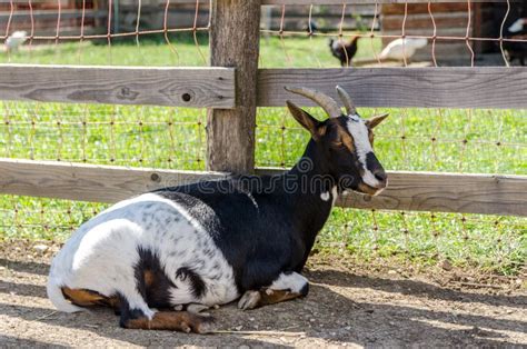 Goat Sitting On Ground Stock Image Image Of Closeup 77322141