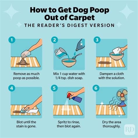 How To Get Dog Poop Out Of Carpet And Other House Spots