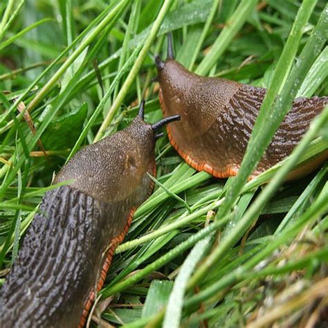 Use Eggshells For Garden Slug Control Slugs In Garden