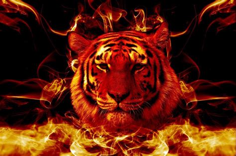 Tiger Live Wallpaper Hd 1015766 Hd Wallpaper And Backgrounds Download