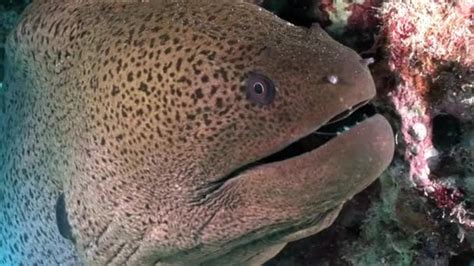 An Angry Giant Moray Eel ⬇ Video By © Dreks Stock Footage 109707862