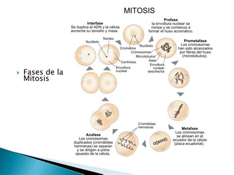 Ppt Fases De La Mitosis Powerpoint Presentation Free Download Id