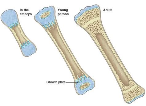 Human Bone Growth Is A Thermodynamic Process New Study Reveals Newsclick