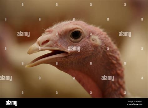 Headofturkey Hi Res Stock Photography And Images Alamy