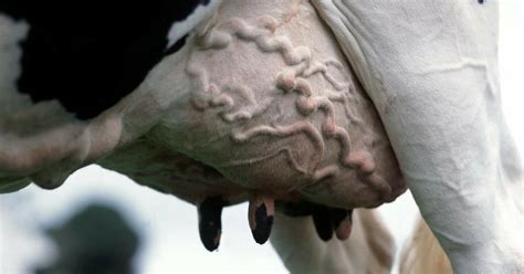 Four Practical Approaches To Managing Udder Health Combating Mastitis