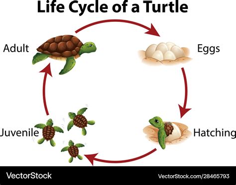 Diagram Showing Life Cycle Sea Turtle Royalty Free Vector