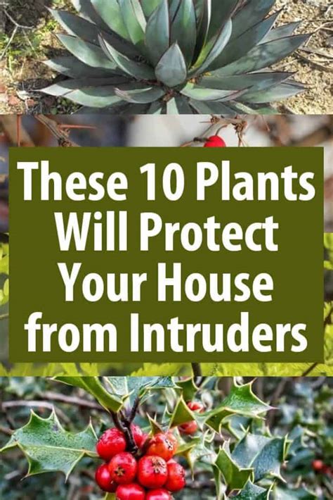 These 15 Plants Will Protect Your Home From Intruders Survival Sullivan