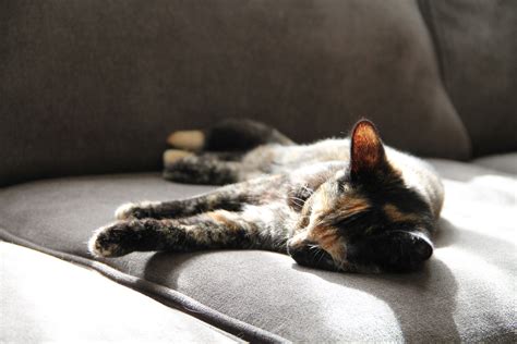 Free Stock Photo Of Cat Sleeping On Couch In The Sun