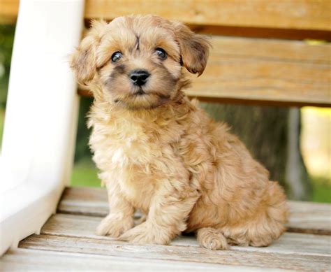 Full Grown Teddy Bear Schnoodle | PeepsBurgh.Com