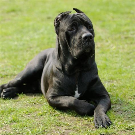 Cane Corso Bien Vivre Canin