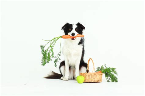 Healthy Active Pet Frequently Asked Questions For Dogs