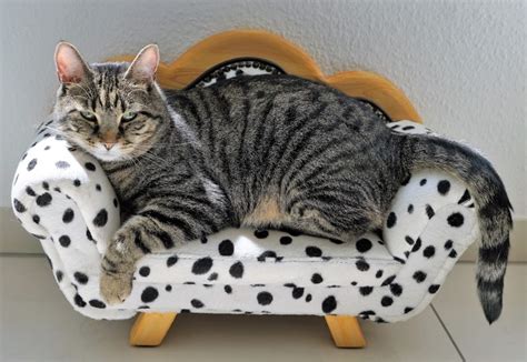 17 Diy Cat Beds You Can Build Today With Pictures Pet Keen