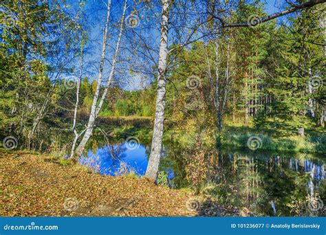 River Bank At Sunny Autumn Day Stock Image Image Of Beautiful