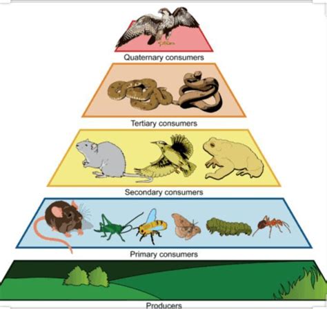 In An Ecosystem Herbivores Represents A Producers B Primary