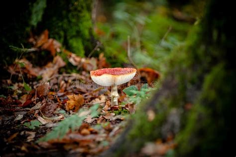 Large Red Fly Agaric With White Lamella In A Forest With Autumn Stock