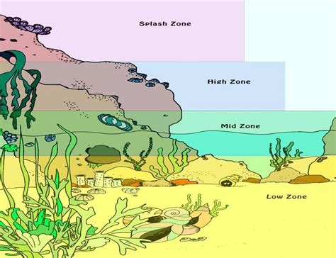 Tidal Zone Map Explore The Layers Of Life