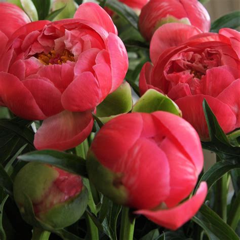 Apricotcoral Peonies Florabundance Wholesale Flowers