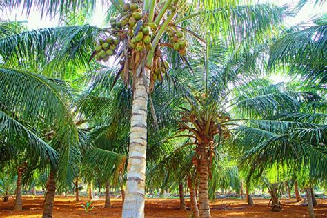 Old Plantation Of Coconut Palms In India Stock Image Image Of India