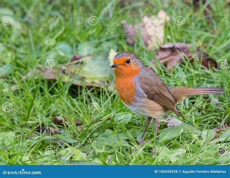 The Little Robin Stock Photo Image Of Food Robin 105456928