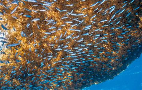 Descubre El Mar De Los Sargazos Desprovisto De Costas