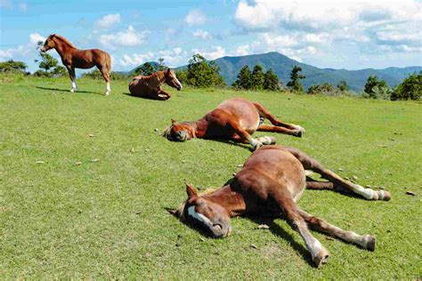 A Guide To Horses And Their Sleeping Habits