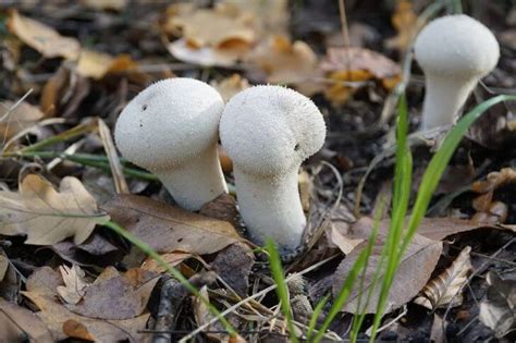 21 Mushrooms In Minnesota Pictures And Id Try Green Recipes