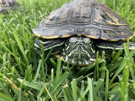 View a wide selection of all new & used boats for sale in malaysia, explore detailed information & find your next boat on boats.com. Red-eared slider turtle Reptiles For Sale | Aurora, CO #333828