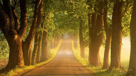 Tree Lined Country Road At Sunrise Sweden Tree Lined Bonito
