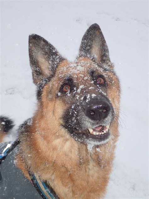 Snowy German Shepherd Собаки