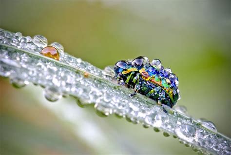 Top 10 Amazing Images Of Insects Covered In Dew